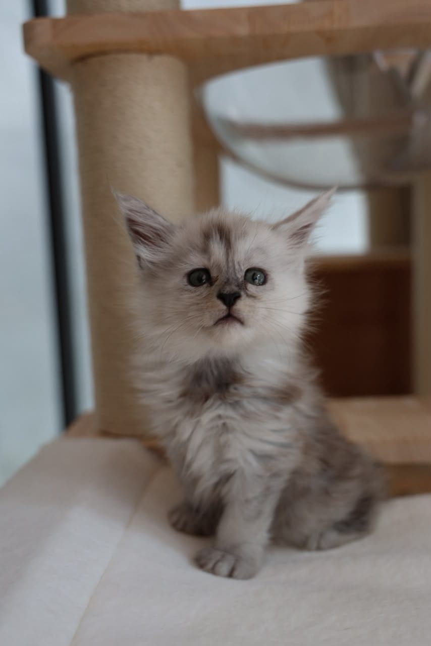 Arlo — Smoke Maine Coon kitten available in Malaysia