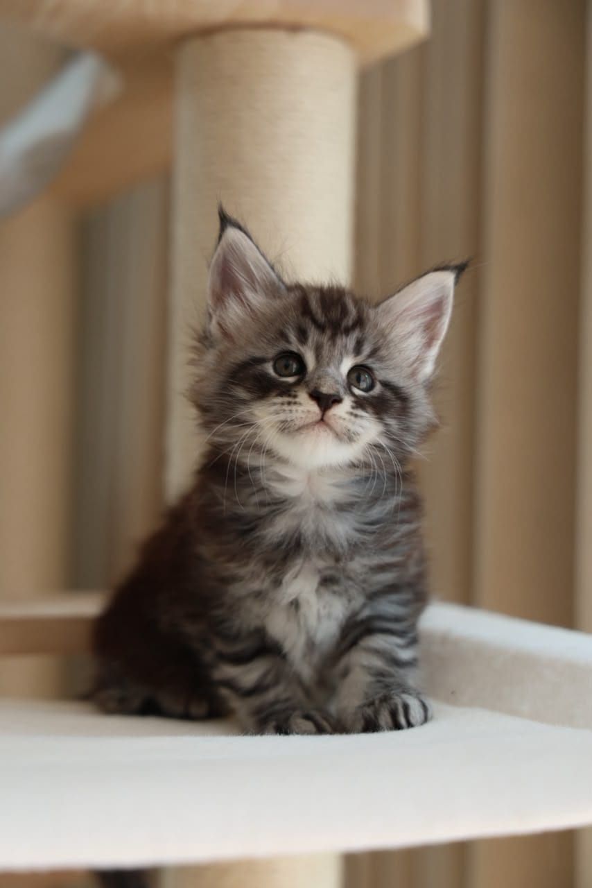BeiBei — Silver Tabby Maine Coon kitten available in Malaysia