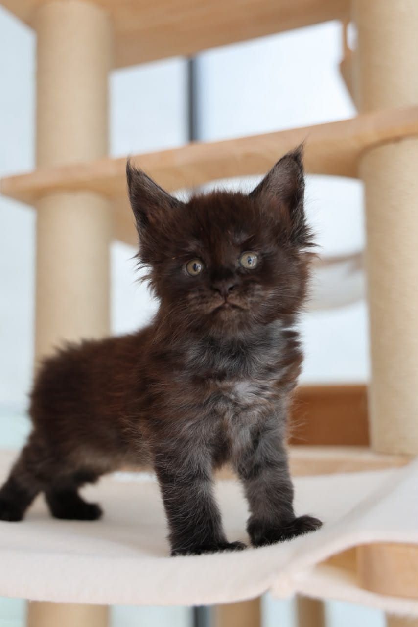 Bently — Black Smoke Maine Coon kitten available in Malaysia