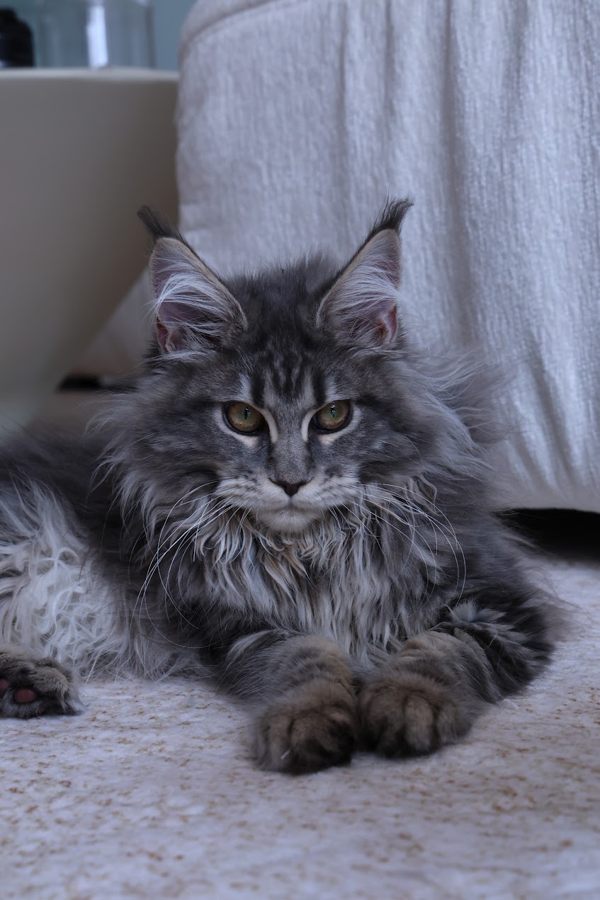 Maine Coon at Mainesory cattery in Petaling Jaya, Malaysia