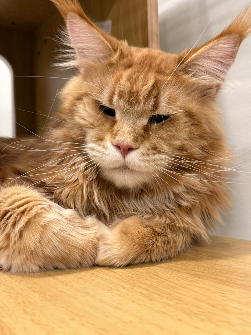 Caesar — Red Tabby Maine Coon Stud at Mainesory cattery in Petaling Jaya