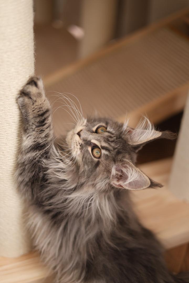 Maine Coon stretching on a scratching post at our cage-free cattery in Petaling Jaya