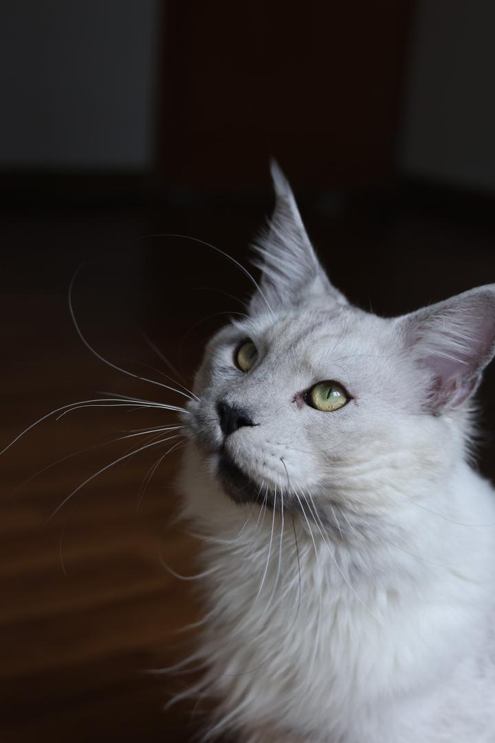 Maine Coon at Mainesory cattery in Petaling Jaya, Malaysia